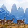 TORRES DEL PAINE
