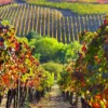Valle de Colchagua
